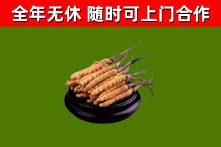 罗庄区回收散虫草