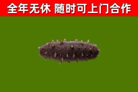 罗庄区回收海参干